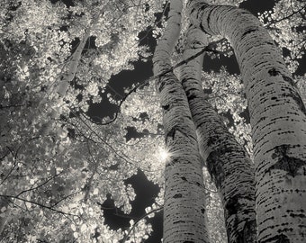 Aspen trees, fall trees, Colorado art, black and white aspens, black-white aspen woods, curvy aspen trees, fall aspen art | Curved Aspens