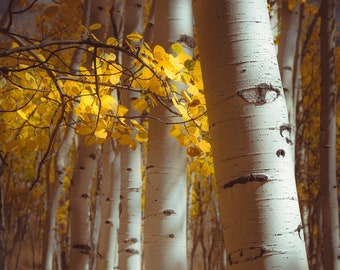 Fall aspen trees, fall tree decor, Colorado art, aspens, golden aspen trees, cabin decor, yellow aspens, aspens art | woods walk