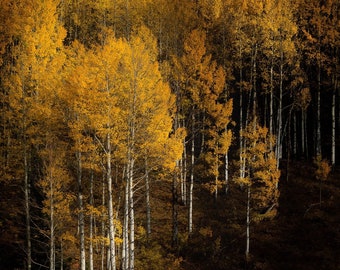 Fall aspen trees, fall trees, birch, Colorado art, aspens, golden aspen trees, cabin decor, yellow aspens, aspens art | Ohio Pass Hills