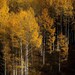 see more listings in the Aspens | Fall Colors section