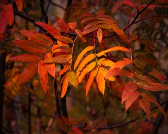 Fall shrub, colorful leaves, fall color, autumn, nature, fall plant, nature, fall decor, nature fall photo, autumn | Deep In The Woods