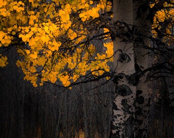 Colorado aspen trees, fall aspens, golden aspen trees, Colorado art, aspens, fall trees, aspen woods, aspen tree art | On The Edge