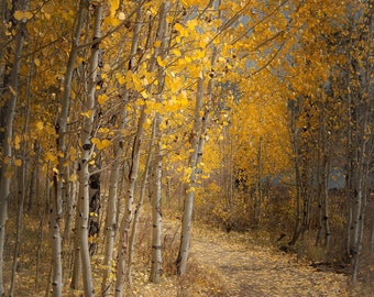 Fall aspen trees, pathway, fall tree decor, Colorado art, autumn walkway, fall aspen forest, aspens art, fall aspen art | Autumn Walk