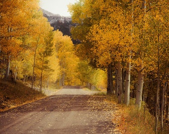 NEW** Fall Colorado aspen trees, fall aspens, fall trees, Colorado roads, aspens, birch trees fall, colorful aspens | Aspen Lined Road