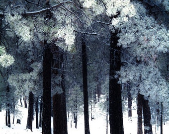 Snowy pine trees, frosted pines, snow, winter, cold, winter forest, Black Forest Colorado, snowy trees, Colorado winter | Frosted Pines