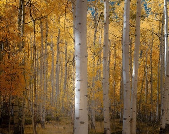 Fall aspen trees, colorful Colorado, Colorado art, fall aspen forest, beautiful fall trees, aspens art, fall aspen art | The Guardian