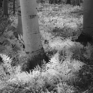 Aspens trees photo, aspen trees, Colorado art, black-white aspen trees, forest of aspens, birch trees, aspen forest |Blanket of Ferns