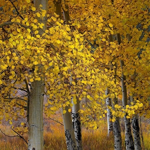 Colorado aspen trees, fall aspens, golden aspen trees, Colorado art, aspens, fall trees, aspen woods, aspen tree art | Along the Way