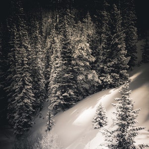 Snowy pine trees, pines, snow, winter, winter forest, Colorado, snowy trees, white, blue spruce, Colorado winter | Coating of White