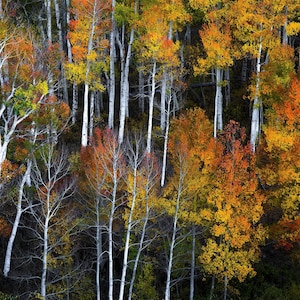Fall aspen trees, Colorado aspens, fall tree art, aspen treee art, rustic home decor, colorful trees, aspen forest fall| Cacophony
