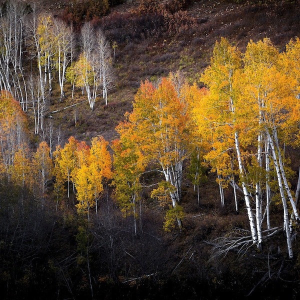Fall aspen photo, Aspen trees fall, Colorado art, fall meadow, rustic home decor, aspen trees, amber, aspen forest fall | Fall Meadow2