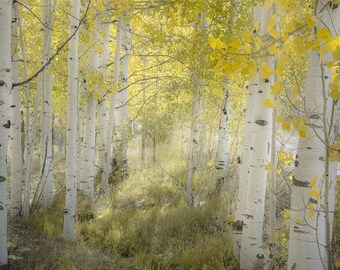 Colorado aspen trees, fall tree decor, morning aspen forest, tree wall art, cabin decor, fall aspen forest, fall aspen art | Fall Meadow No3