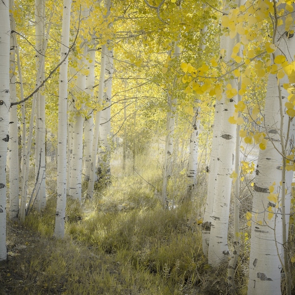 Colorado aspen trees, fall tree decor, morning aspen forest, tree wall art, cabin decor, fall aspen forest, fall aspen art | Fall Meadow No3