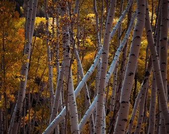 Fall Colorado aspen trees, fall aspens, fall trees, Colorado art, aspens, birch trees fall, colorful aspens | Last Dollar Aspens Light