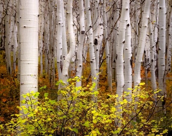 Colorado aspen trees, fall tree decor, aspen forest floor, tree wall art, white trees, fall aspen forest, fall aspen art | Sometimes