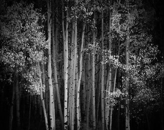 Aspens trees, aspen trees fall, Colorado art, black and white aspen trees, beautiful aspens, aspen woods, aspen forest Colorado | Spotlight