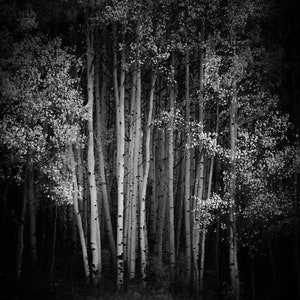 Aspens trees, aspen trees fall, Colorado art, black and white aspen trees, beautiful aspens, aspen woods, aspen forest Colorado | Spotlight