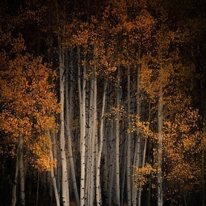 Fall Colorado aspen trees, fall aspens, colorful fall trees, fall tree decor, Colorado art, aspens, fall trees, aspen tree art