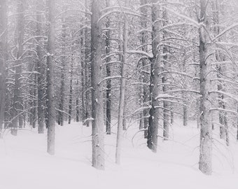 Snowy pine trees, pines, snow, winter, cold, winter forest, Winter Park, Colorado, snowy trees, white, lodgepole pine, Colorado winter