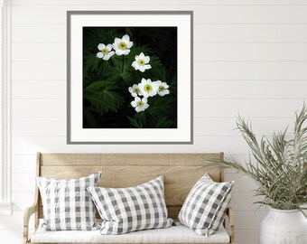 Wildflower photo, globeflower photo, white wildflower, spring wildflower, flower photo art, mountain flower | Woodland Globeflowers