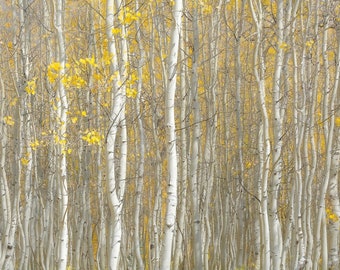 Aspen trees fall, Colorado art, fall tree photo, Colorado wall art, rustic home decor, fall woods photo, yellow aspen leaves | Brightly