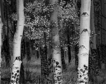 Aspen trees, black and white aspens, Colorado art, aspen trees, Black-White aspen forest, black white fall aspens | Edlowe Road Aspens