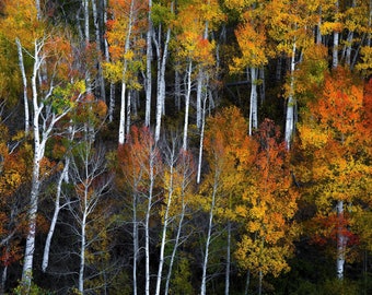 Fall aspen trees, Colorado aspens, fall tree art, aspen treee art, rustic home decor, colorful trees, aspen forest fall| Cacophony