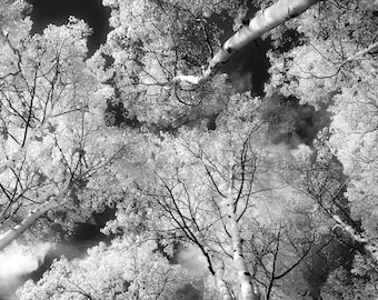 Aspen trees, fall black and white aspens, Colorado aspen art, aspen tree art, black and white aspen woods, fall aspen trees | Canopy