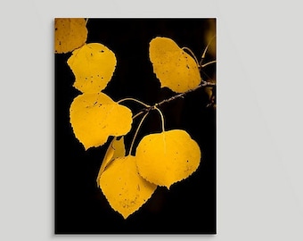 Fall aspen leaves, fall leaves photo, gold aspen leaves, Colorado fall aspen leaves, aspens , aspen trees, Colorado | Finding Gold