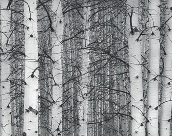 Aspens trees photo, Colorado art, aspen trees, black and white aspens, black-white aspen trees, fall aspens black-white, aspens | Entangled