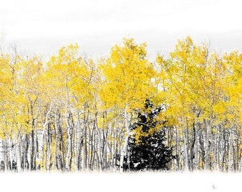 Aspen tree fall photo, pine tree wall art, Colorado art, fall decor, log cabin art, aspen tree snow photo, Colorado photography | Lone Pine