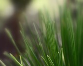 Pine tree photo, pine needles art, forest print, rustic woods photo, evergreen pine art, trees art, rustic home decor, log cabin art | Soft
