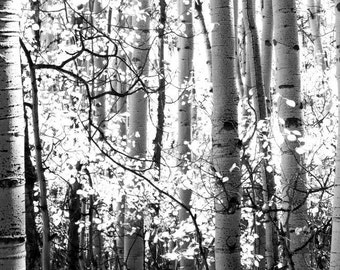 Aspens trees photo, Colorado art, aspen tree wall art, Black White photo, living room decor, rustic wall decor, log cabin decor, nature art