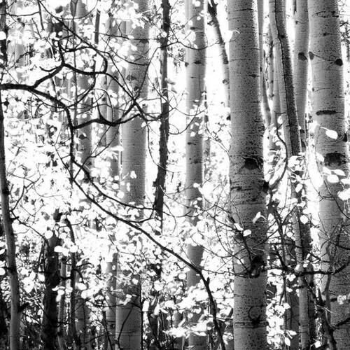 Black and White Aspen Tree Wall Art Birch Grove Colorado Etsy