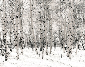 Winter aspen trees, Colorado aspens, winter white tree art, aspen trees decor, sepia decor, ski lodge decor, rustic cabin wall | First Snow