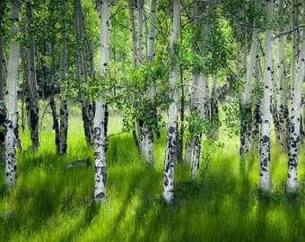 Summer Aspen trees photo, mountain meadow photo, summer green art, aspen trees wall art, aspen tree decor, rustic wall decor, cabin decor