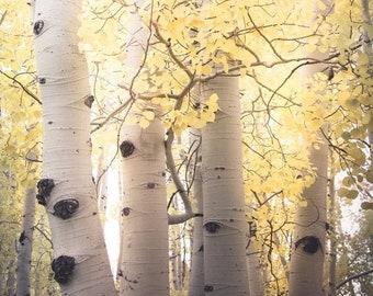 Aspen trees fall, quaking aspens, Colorado aspen trees, fall trees,  autumn woods, yellow aspen leaves, soft fall colors | Pale Gold