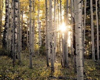 Aspen Trees, fall tree art, Colorado art, sunstar, Etsy Pick 2023, cabin decor, yellow gold leaves photo, aspens art | Evening Aspen Woods