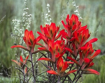 Wildflower photo, indian paintbrush photo, nature photography, flower photo art, floral wall art, red flower art, mountain flower, cabin art