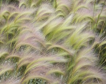 Wild plant photo, flower photo art, summer floral decor, fine art flower, botanical art, nature photography, plant art, meadow photo