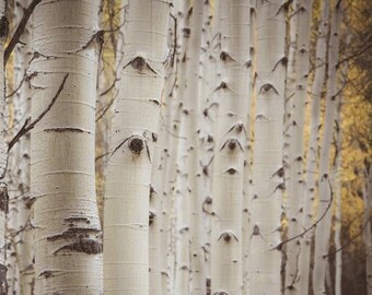 Aspen trees photo, fall tree art, Colorado art, aspen trees fall, fall decor, rustic wall cabin decor, living room, aspen trees art | Rows