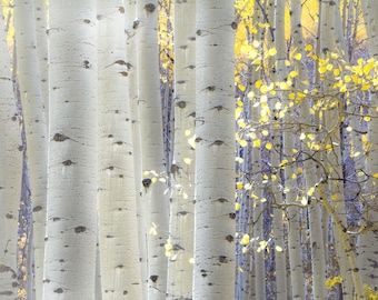 Fall aspen photo, Aspen trees fall, Colorado art, cabin decor, Colorado aspen trees, aspen trees, morning, aspen forest | Late Morning