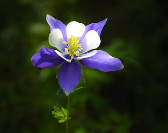 Wildflower photo, blue columbine art, Colorado art, flower photography, mountain flowers, nature print, summer decor, fine art floral