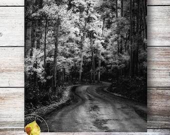 Aspens trees photo, fall road, aspen trees fall, Colorado art, BNW trees, fall road photo, rustic wall decor, cabin decor, nature art, trees