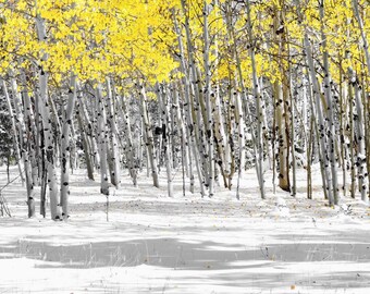 Aspen trees photo, fall wall art, snow, Colorado decor, rustic livingroom decor, yellow aspen leaves | Snowy Aspen Landscape