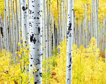 Aspen trees fall, fall tree photo, aspen tree decor, Colorado art, rustic wall decor, log cabin art, fall leaves photo | Miles of Gold H