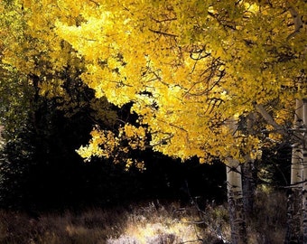 Aspen tree fall photo, Colorado art, fall tree photo, rustic decor, fall art, cabin decor, living room art, fall nature | Quiet Elegance