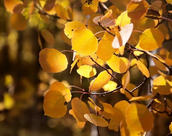 Aspen tree leaves, fall decor, fall leaves photo, yellow gold leaves, aspen leaf photo, aspen trees, Colorado | Gold Aspen Leaves