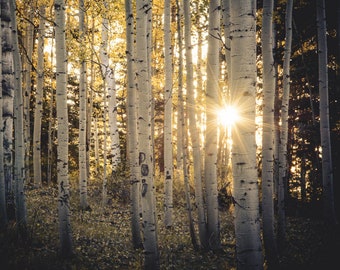 Aspen Trees, fall tree art, Colorado art, sunstar, rustic wall art, cabin decor, sunset aspens photo, fall photo | Evening Aspen WoodsH