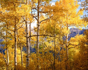 Aspen trees fall, fall tree photo, aspen tree decor, Colorado art, rustic wall decor, log cabin art, fall leaves photo | High Mountain Aspen